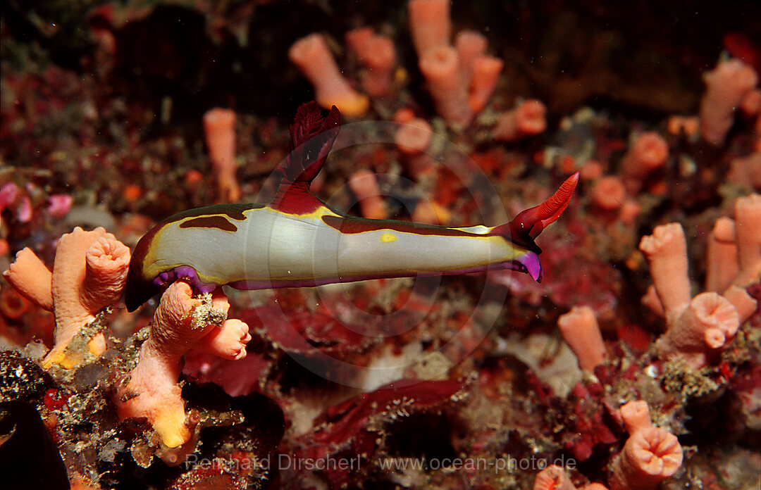 nudibranch, Neon slug