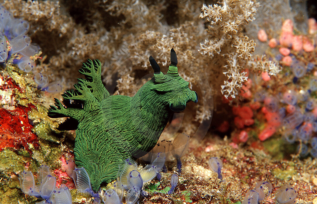 nudibranch, Neon slug