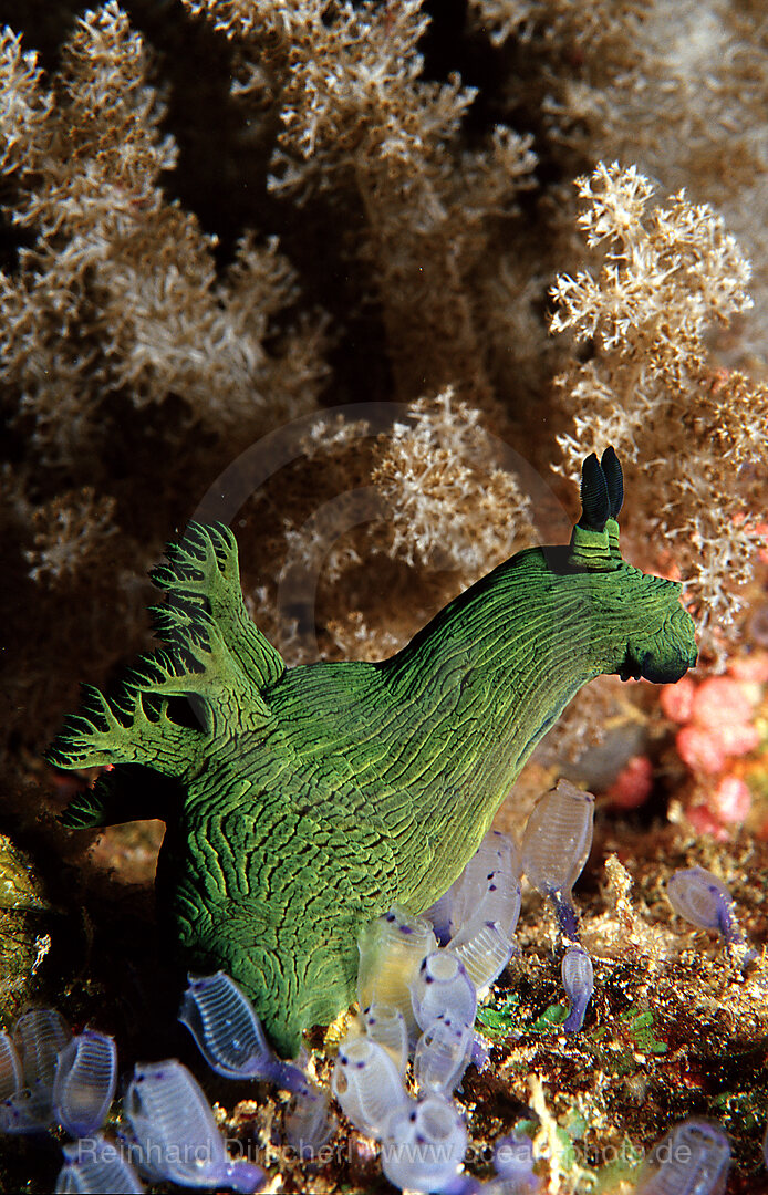 nudibranch, Neon slug