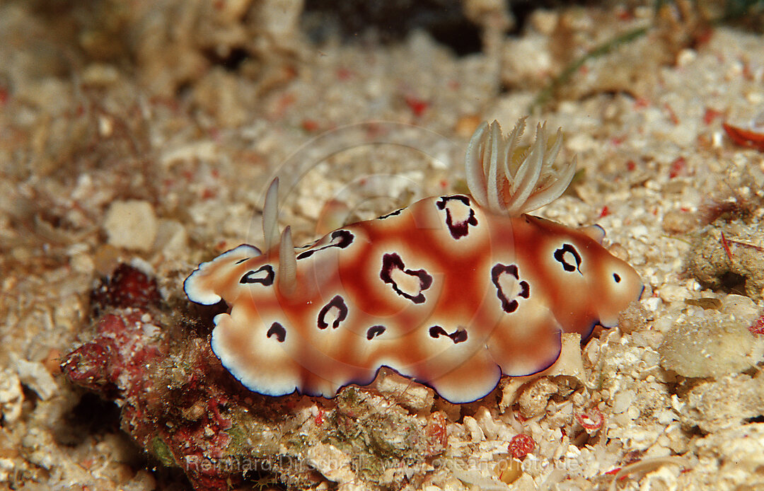 Prachtsternschnecke, Chromodoris leopardus, Bohosee, Boholsee, Bohol Sea, Pazifik, Panglao Island, Bohol, Philippinen