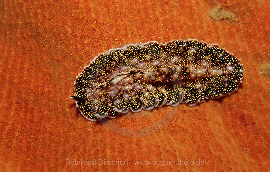 Flatworm