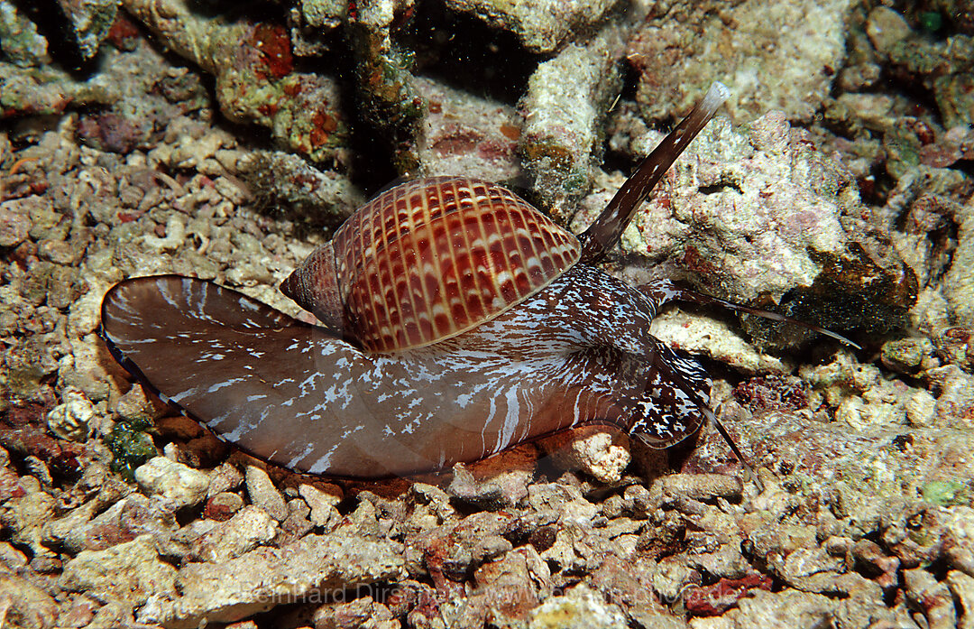 Fass-Schnecke, Tonna sp., Bohosee, Boholsee, Bohol Sea, Pazifik, Panglao Island, Bohol, Philippinen