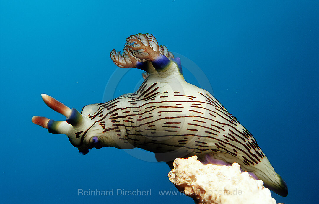 nudibranch, Neon slug