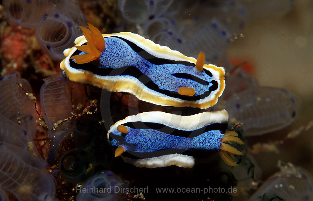 Zwei Prachtsternschnecken, Chromodoris annae, Bohosee, Boholsee, Bohol Sea, Pazifik, Panglao Island, Bohol, Philippinen