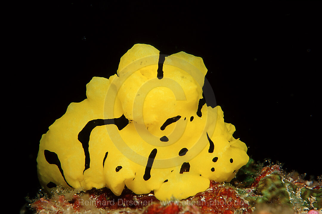 Nacktschnecke, Neonsternschnecke, Notodoris minor, Bohosee, Boholsee, Bohol Sea, Pazifik, Panglao Island, Bohol, Philippinen