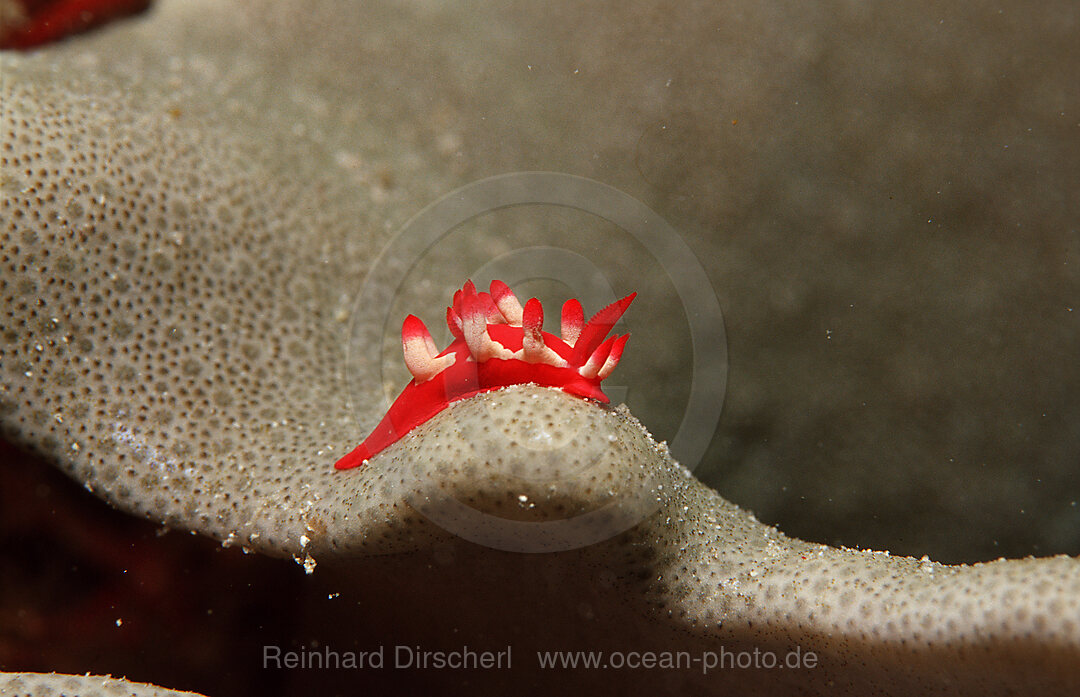 Red nudibranch