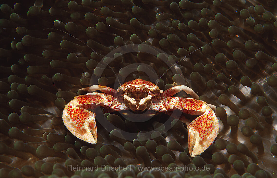  Spotted porcellanid crab