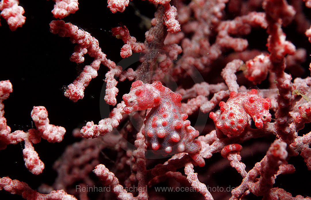 A pair pygmy seahorses