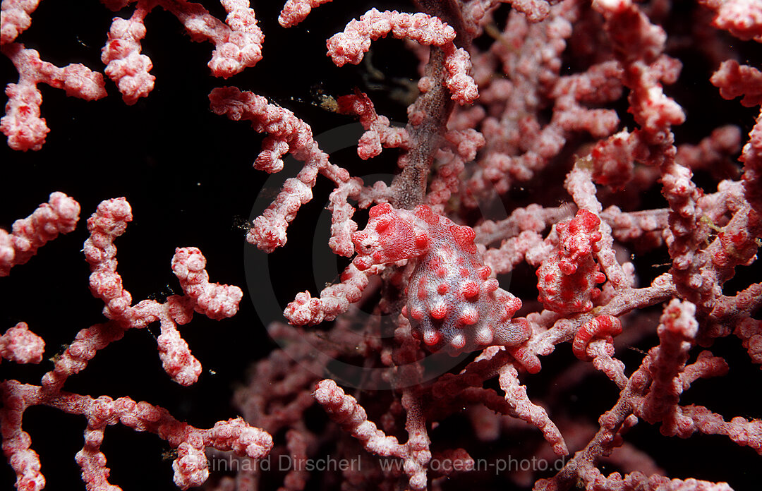 A pair pygmy seahorses