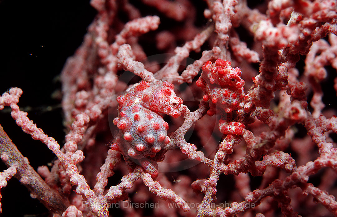 Ein Paar Zwerg-Seepferdchen, Hippocampus bargibanti, Bohosee, Boholsee, Bohol Sea, Pazifik, Panglao Island, Bohol, Philippinen