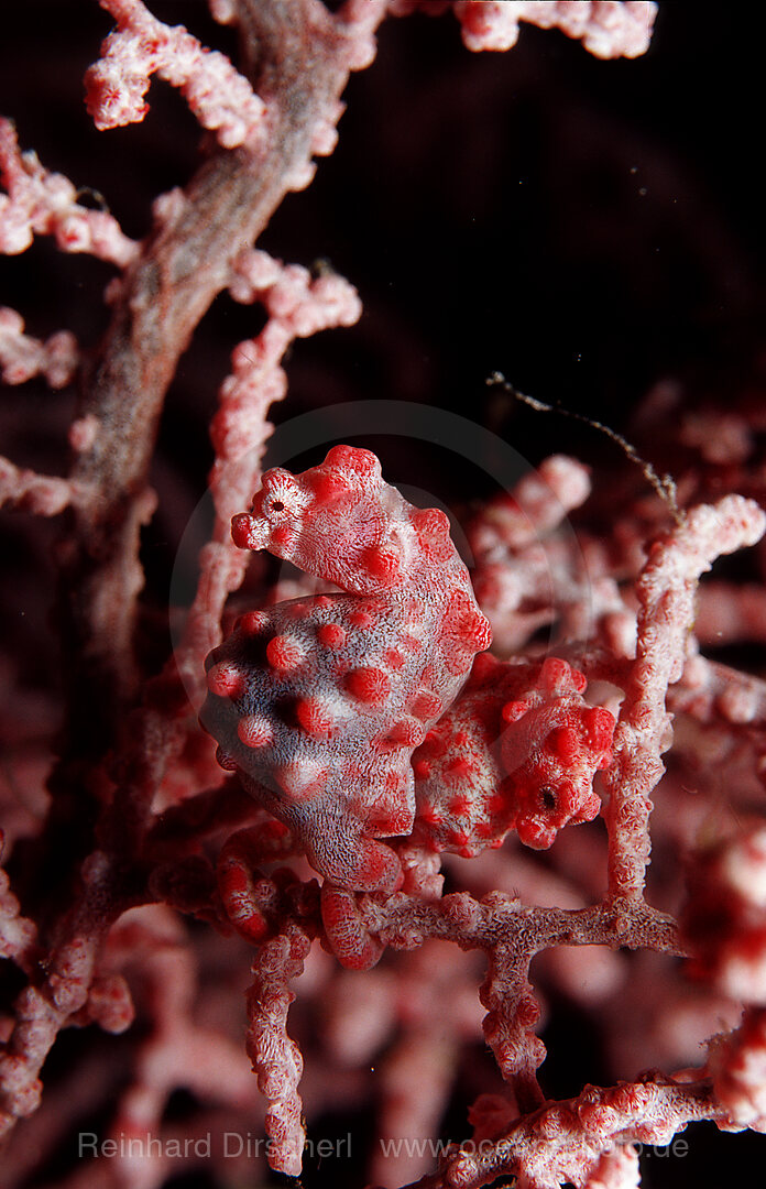 A pair pygmy seahorses