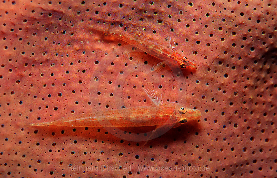 Zwei Mosambik-Zwerggrundeln, Pleurosicya mossambica, Bohosee, Boholsee, Bohol Sea, Pazifik, Panglao Island, Bohol, Philippinen