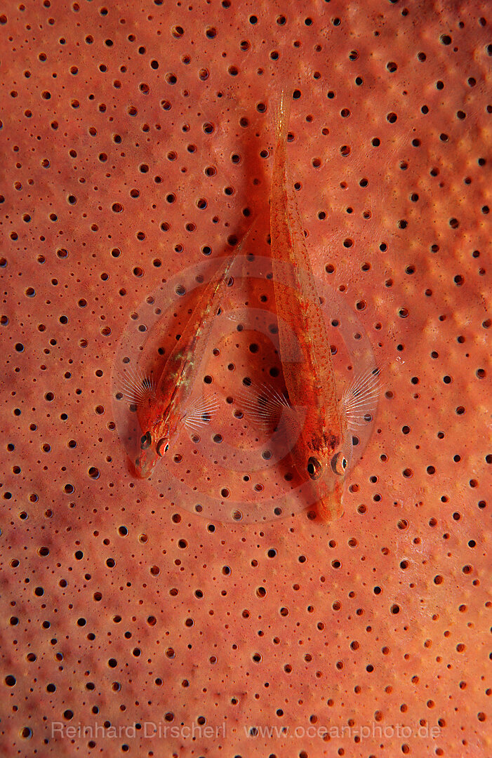 A pair Common ghost goby