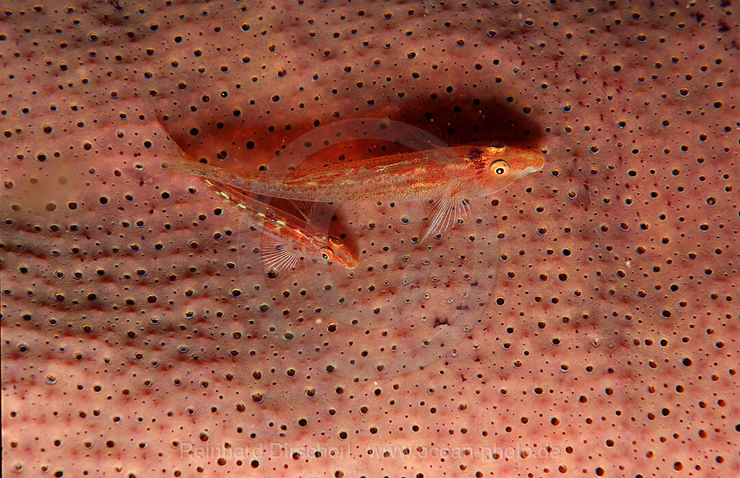 A pair Common ghost goby