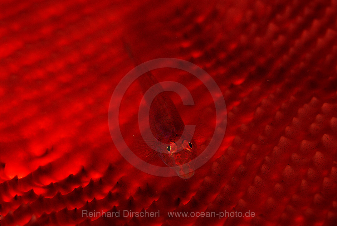 Common ghost goby