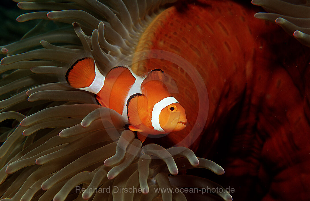Clown anemonefish, Clownfish