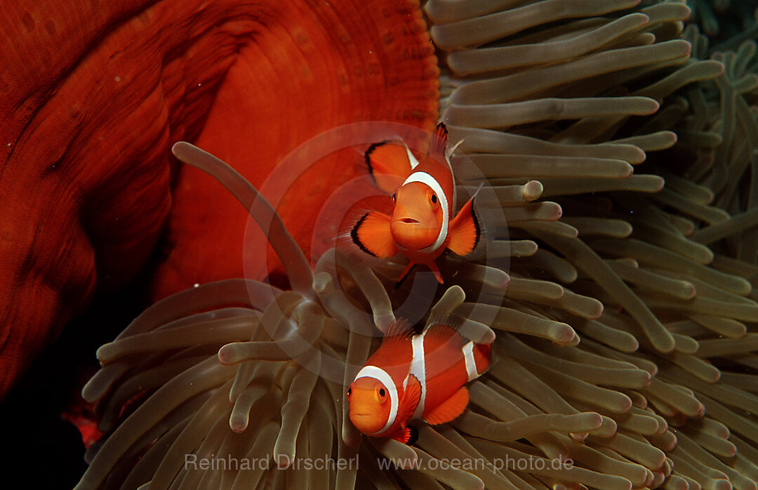 Two Clown anemonefish, Clownfish