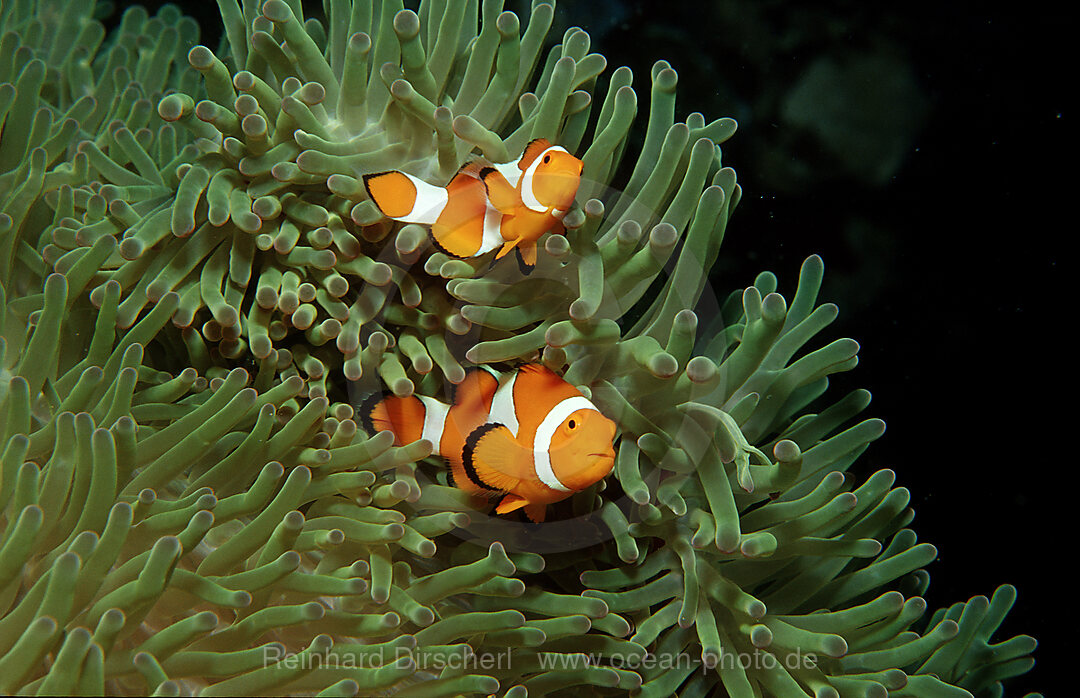 Zwei Orange-Ringel-Anemonenfische, Clownfisch, Amphiprion ocellaris, Bohosee, Boholsee, Bohol Sea, Pazifik, Panglao Island, Bohol, Philippinen