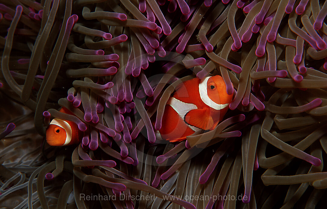 Two Clown anemonefish, Clownfish