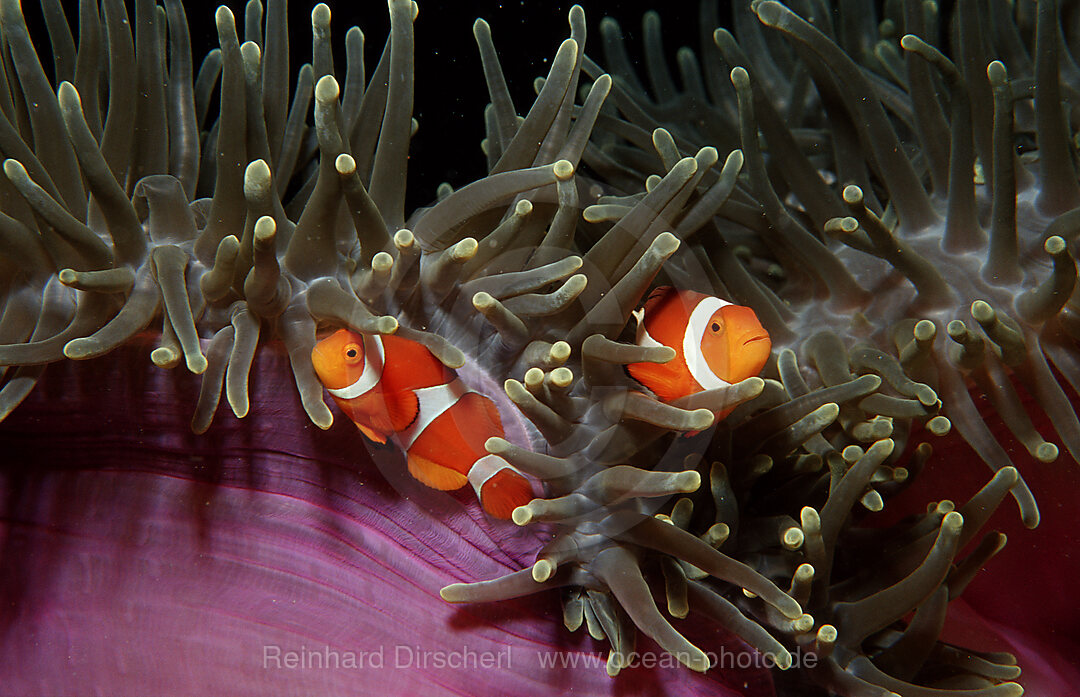 Zwei Orange-Ringel-Anemonenfische, Clownfisch, Amphiprion ocellaris, Bohosee, Boholsee, Bohol Sea, Pazifik, Panglao Island, Bohol, Philippinen