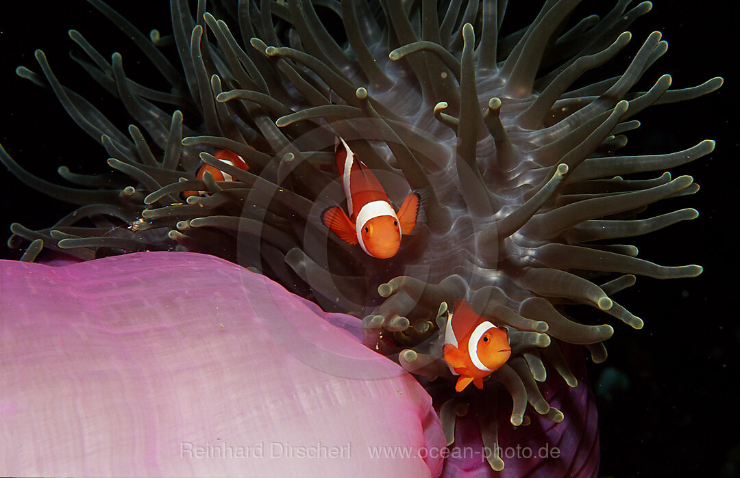 Two Clown anemonefish, Clownfish