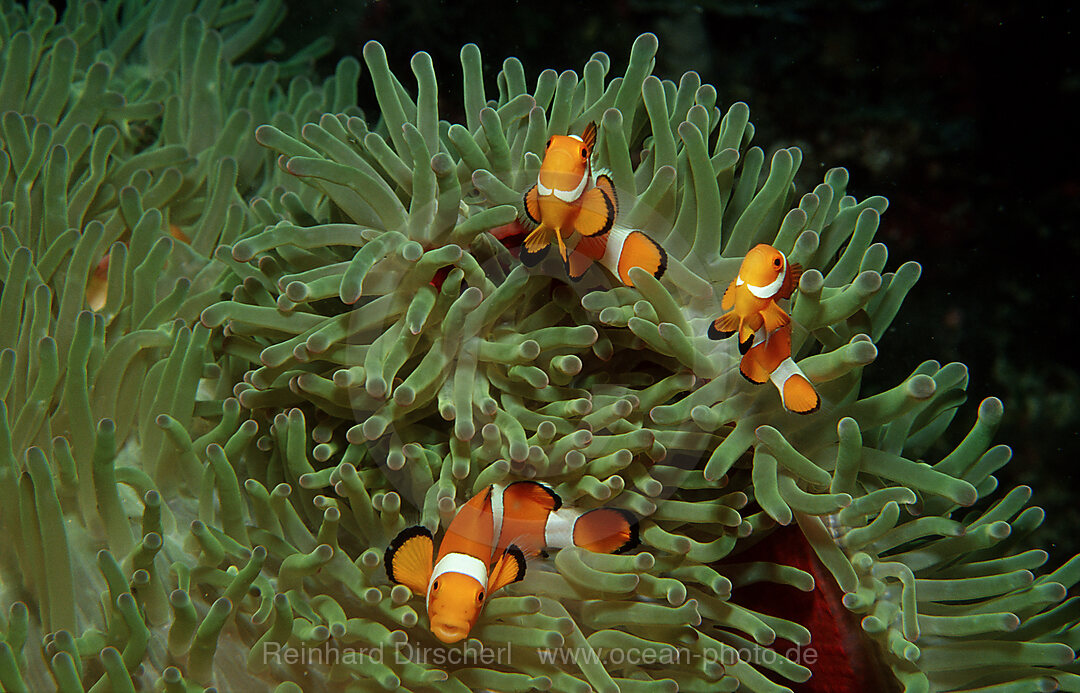 Three Clown anemonefish, Clownfish
