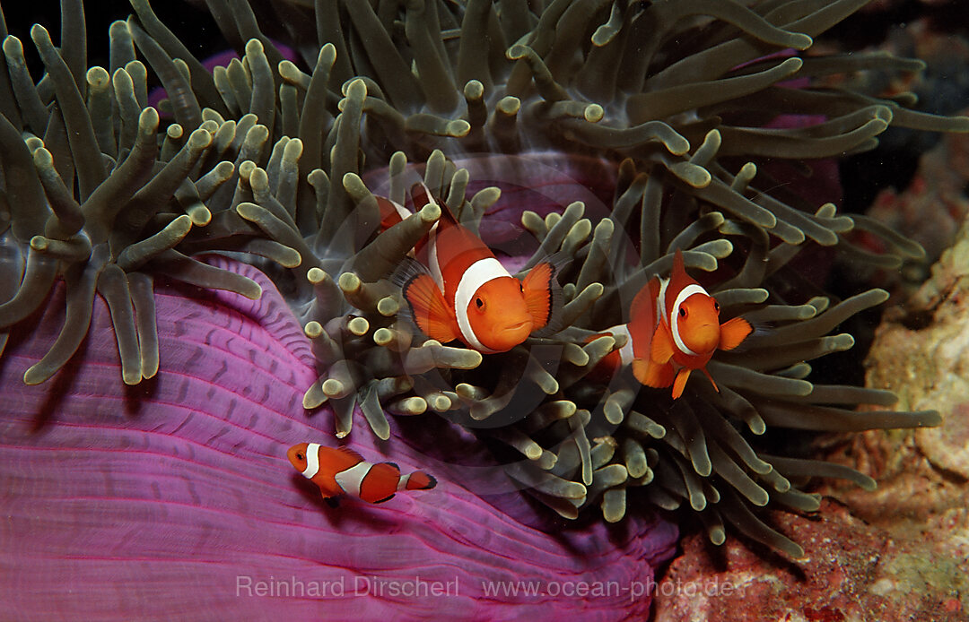 Three Clown anemonefish, Clownfish