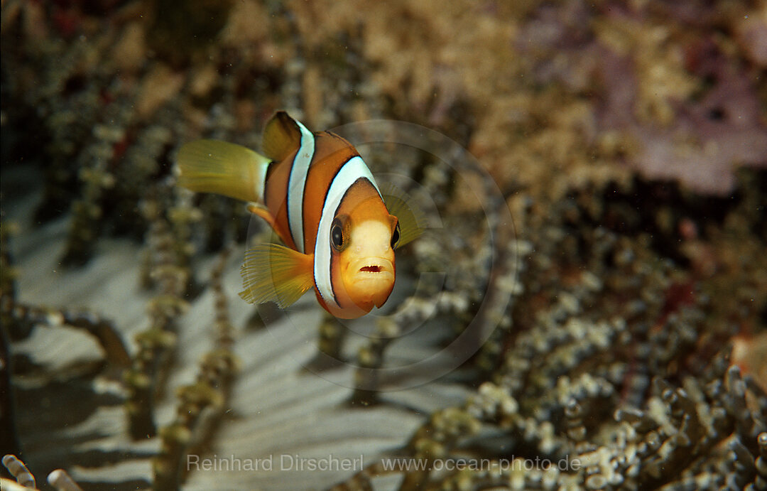 Juvenile Clark´s anemonefish