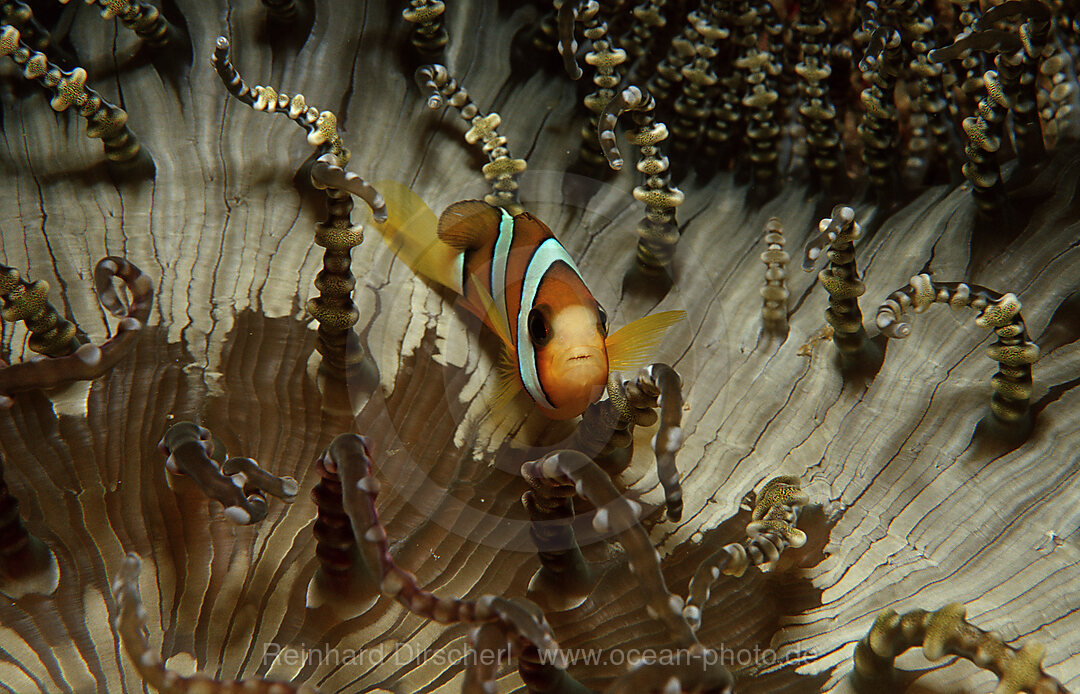 Junger Clarks Anemonenfisch, Amphirion clarkii, Bohosee, Boholsee, Bohol Sea, Pazifik, Panglao Island, Bohol, Philippinen