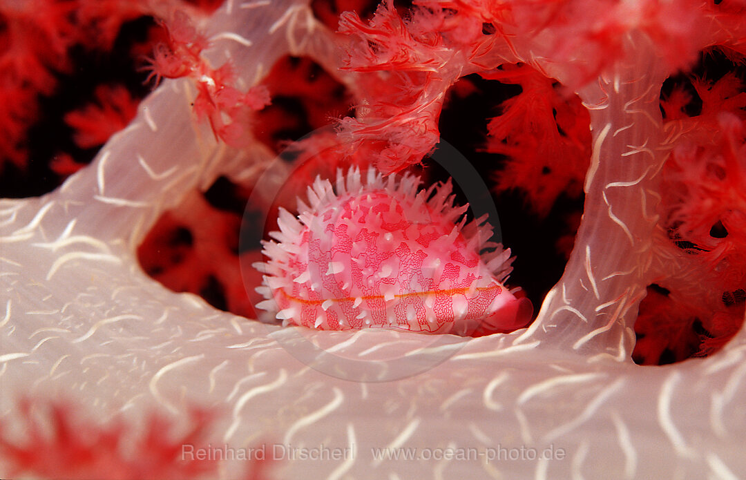 Egg Shell, False Cowry