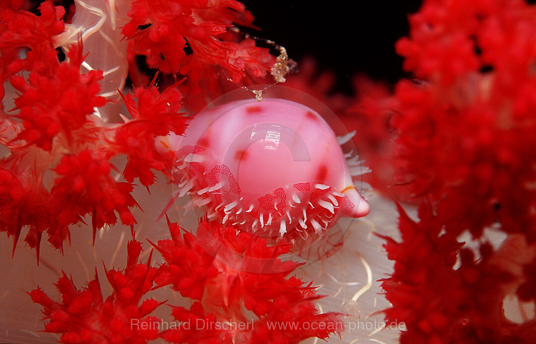 Egg Shell, False Cowry