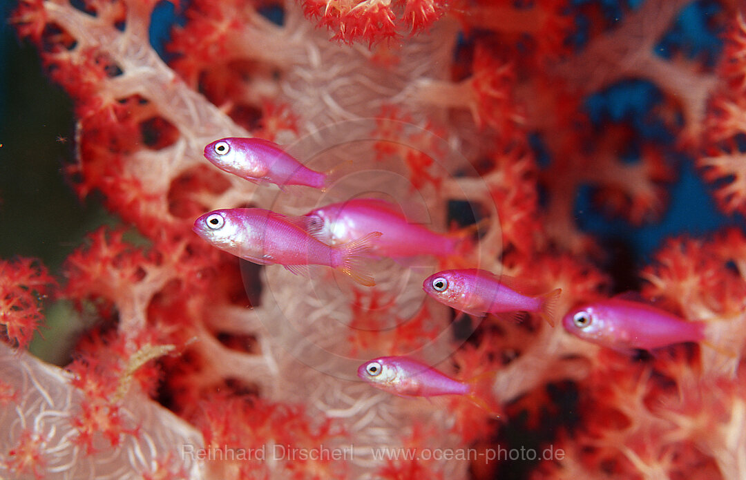 Juvenile Lyrethail anthias