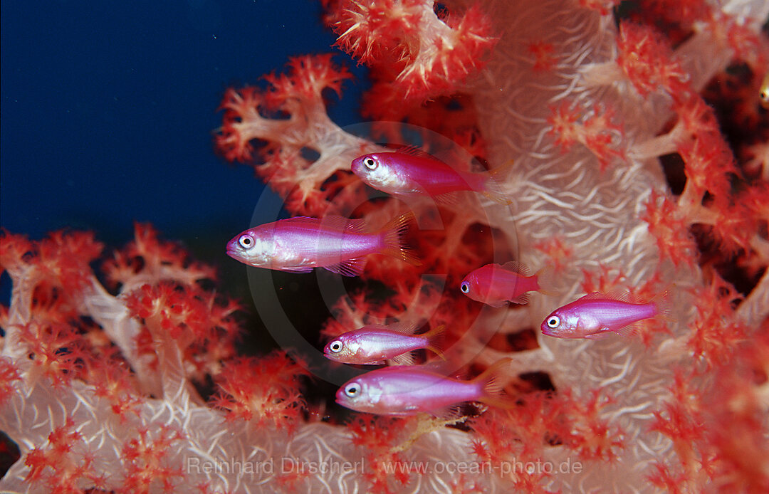 Juvenile Lyrethail anthias