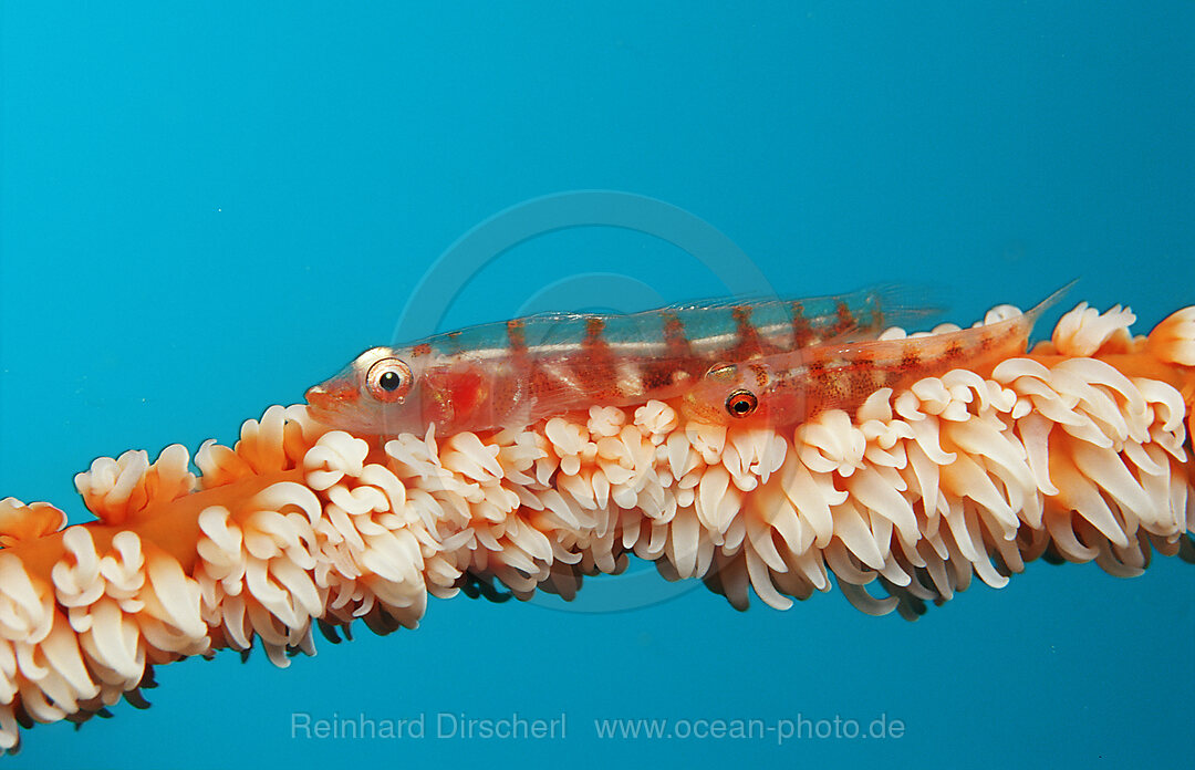 Two whip coral goby