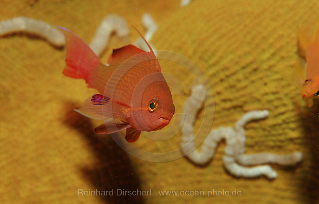 Juvenile Lyrethail anthias