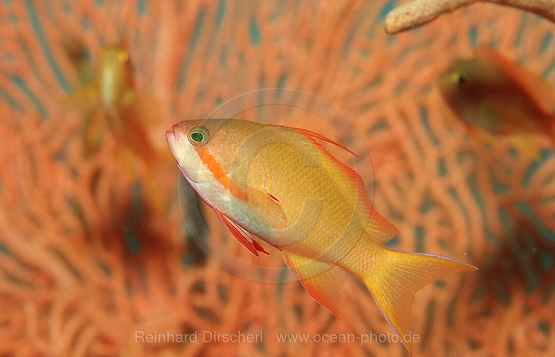 Juvenile Lyrethail anthias