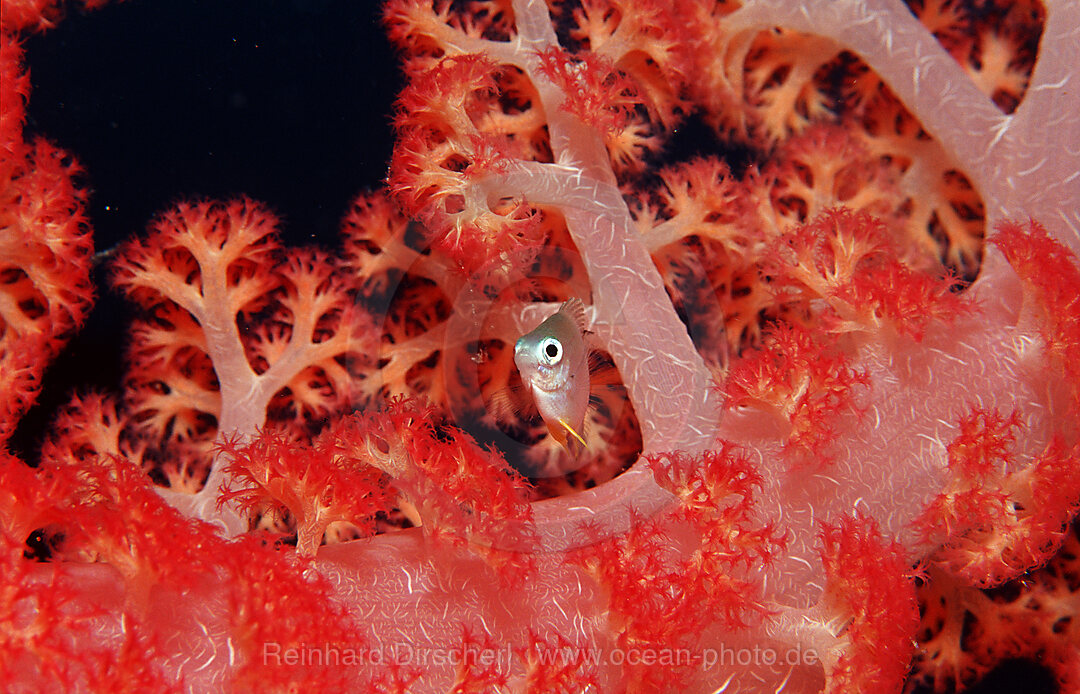 Philippinen-Chromis,  Chromis scotochiloptera, Bohosee, Boholsee, Bohol Sea, Pazifik, Panglao Island, Bohol, Philippinen