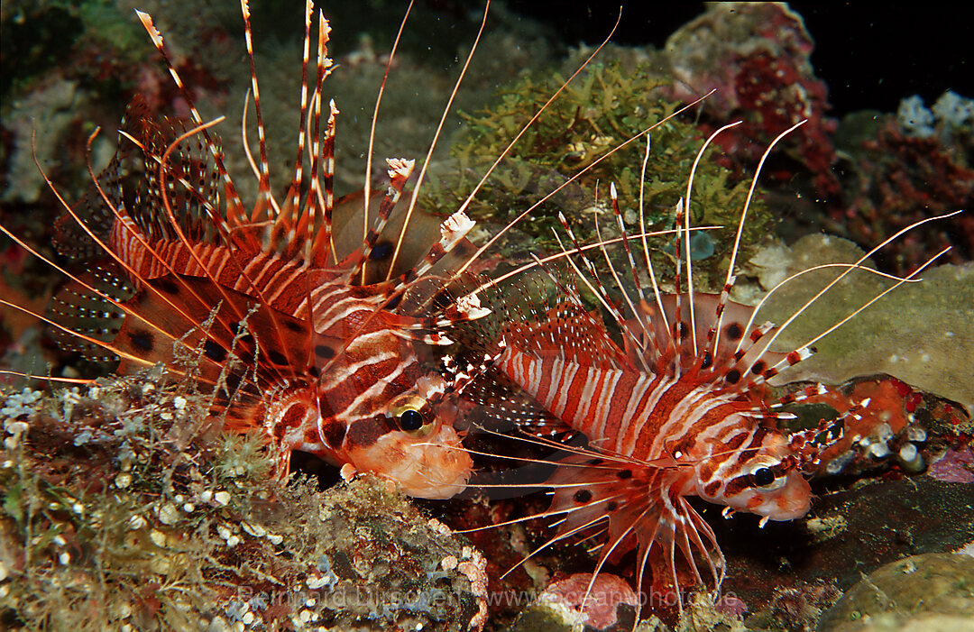 Two Spotfin lionfishes