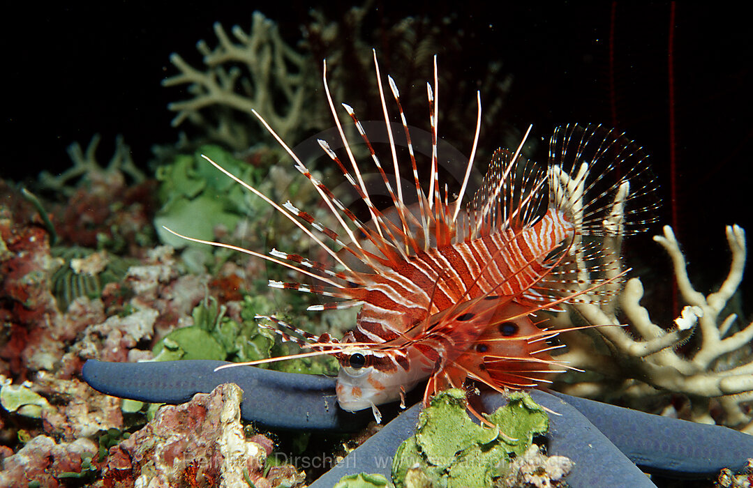 Spotfin lionfish