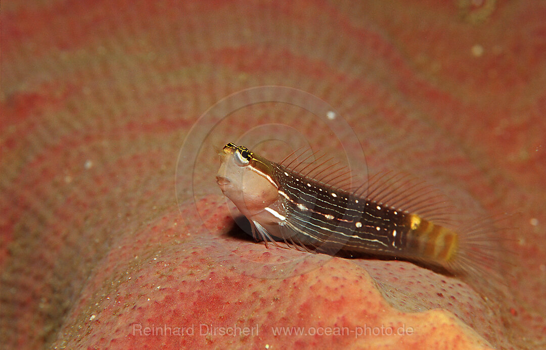 Nadelstreifen-Kammzaehner, Ecsenius pictus, Bohosee, Boholsee, Bohol Sea, Pazifik, Panglao Island, Bohol, Philippinen