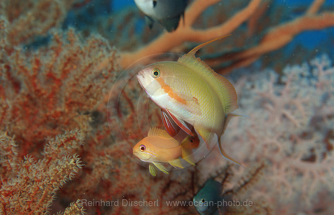 A pair of Juvenile Lyrethail anthias