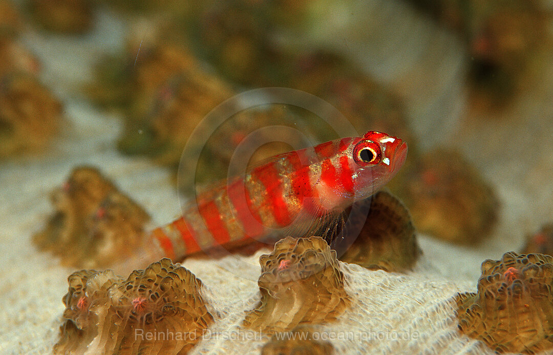 Goby