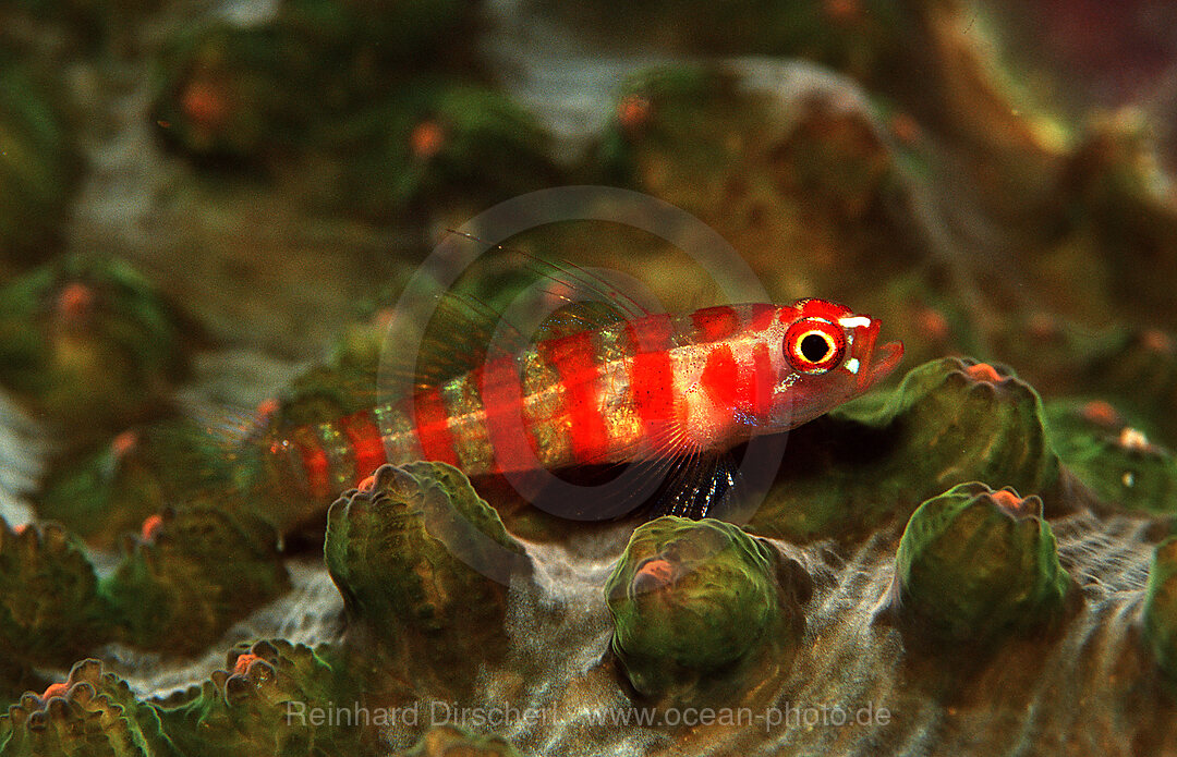 Goby