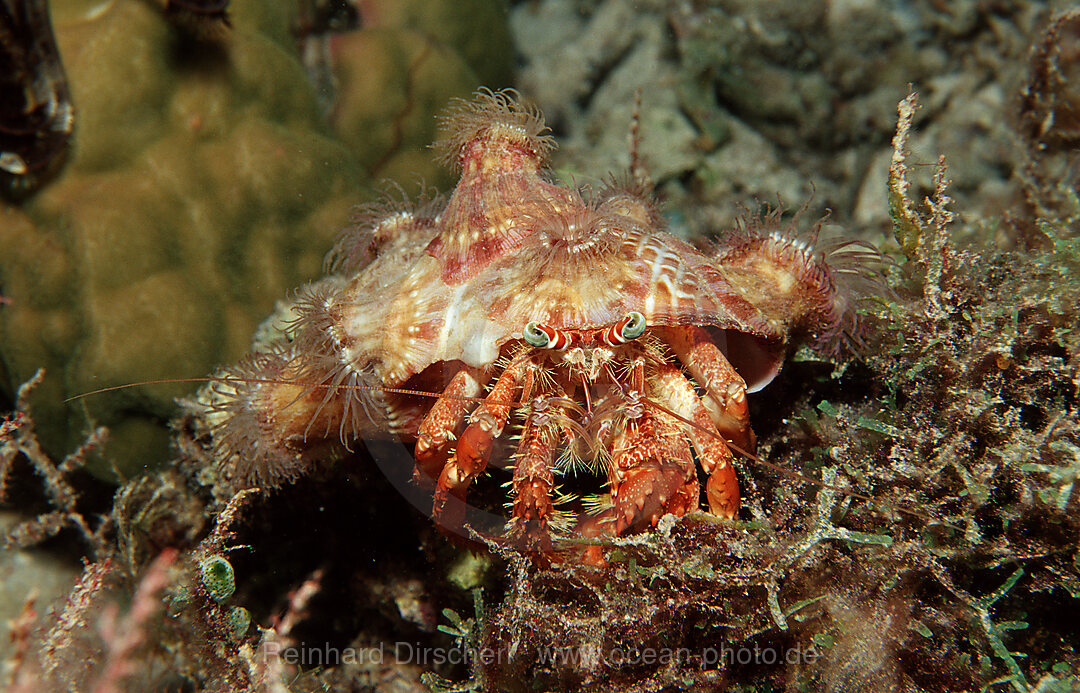 Anemonen-Einsiedlerkrebs, Dardanus pedunculatus, Bohosee, Boholsee, Bohol Sea, Pazifik, Panglao Island, Bohol, Philippinen