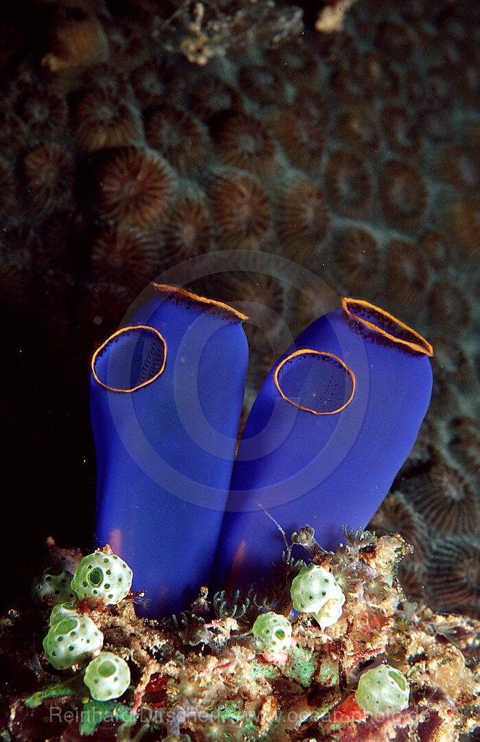Sea squirt