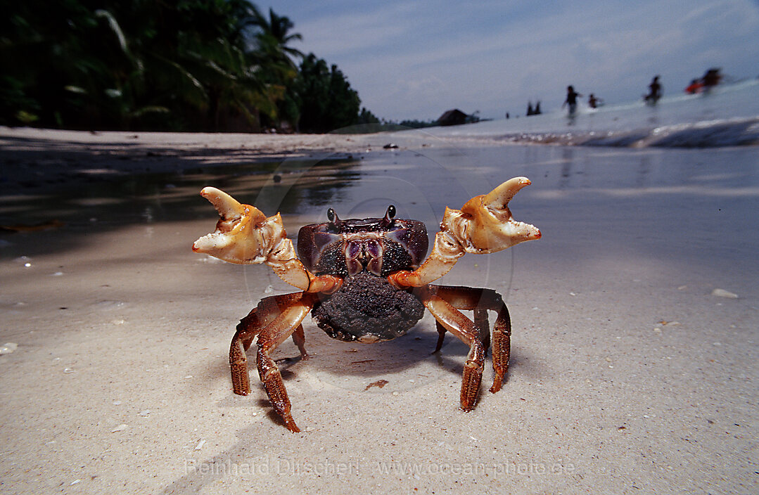Sparring female crab with eggs