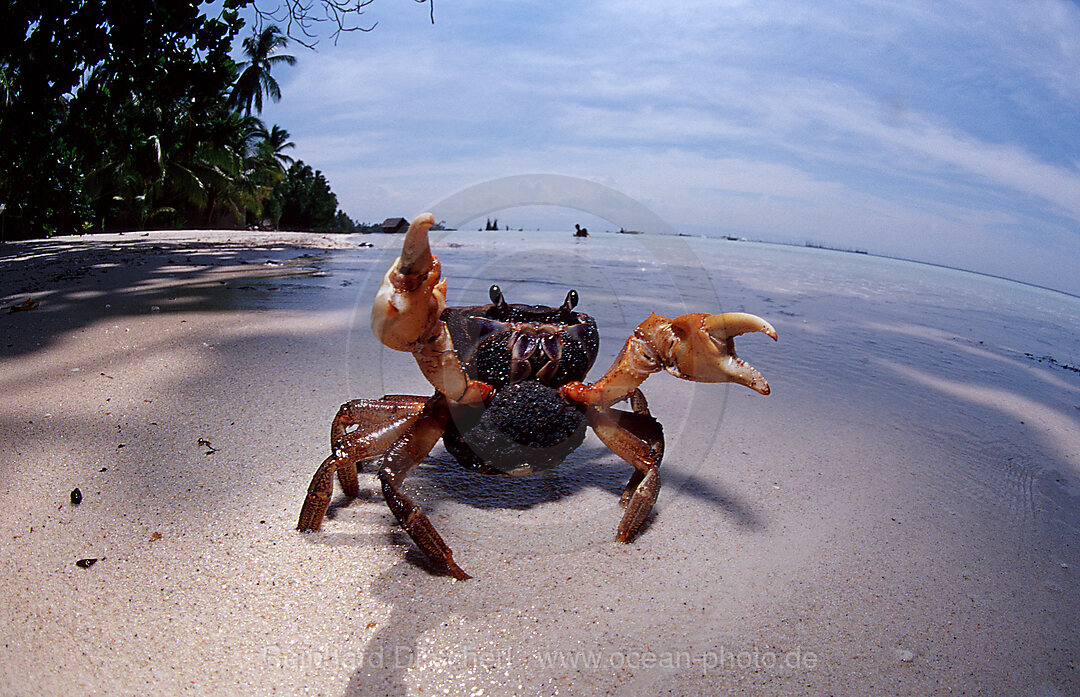 Sparring female crab with eggs