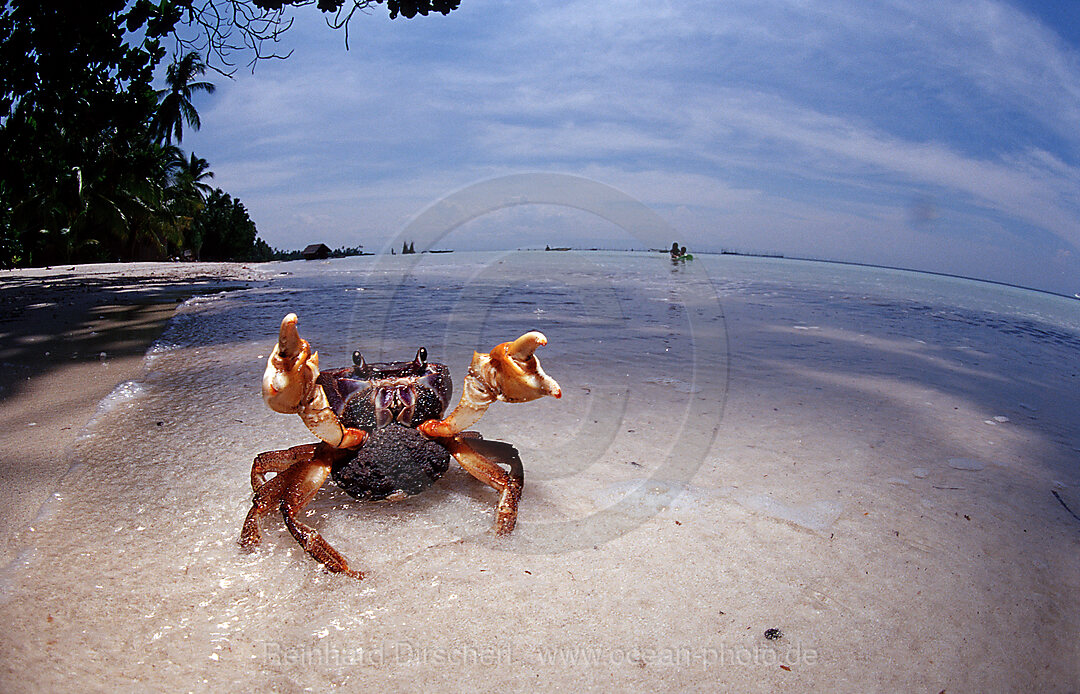 Sparring female crab with eggs