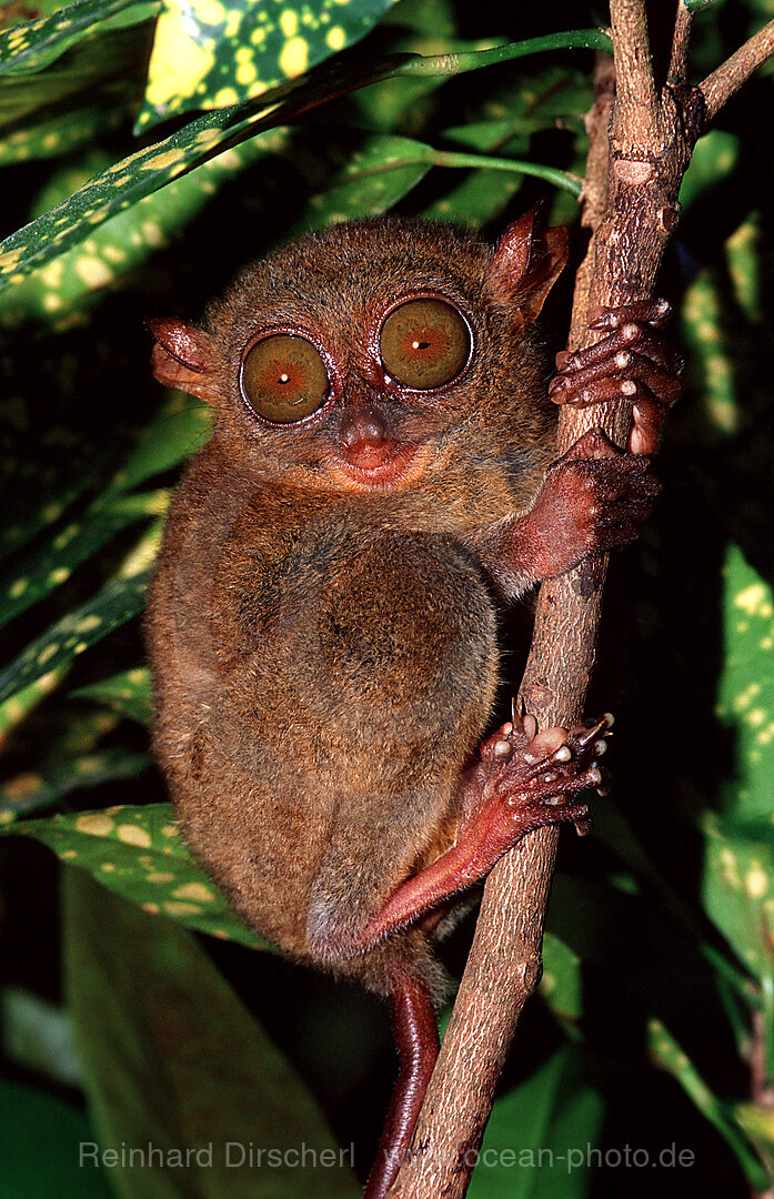 Philippine tarsier, Tarsius syrchta, Bohol, Philippines Island, Philippines