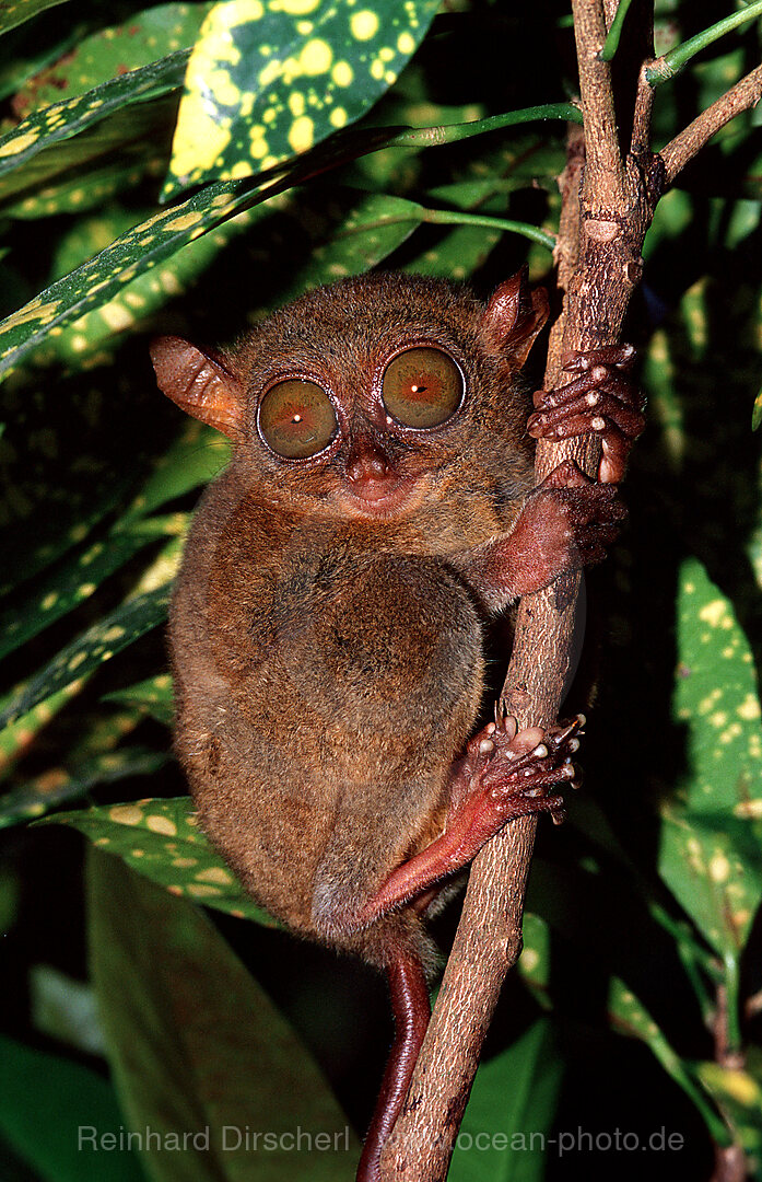 Philippinischer Tarsier, Koboldmaki, Tarsius syrchta, Philippineninsel, Bohol, Philippinen